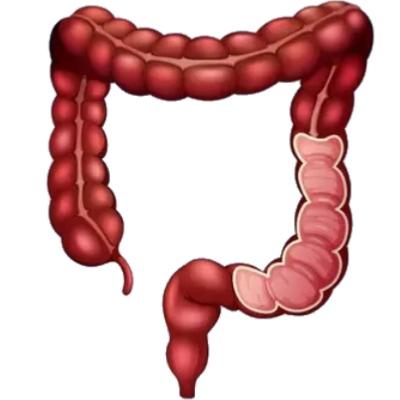 Colon nomal